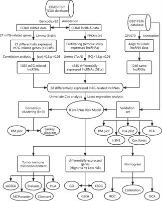 A novel m7G-related lncRNA risk model for predicting prognosis and evaluating the tumor immune microenvironment in colon carcinoma